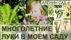 5 видов лука в моем саду / Вкусные и красивые многолетние луки / Как размножать лук