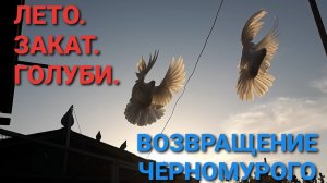 Николаевские голуби. Летний вечер.Возвращение черномурого.
