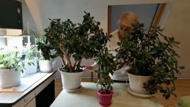 Денежное дерево. Крассула. Толстянка.