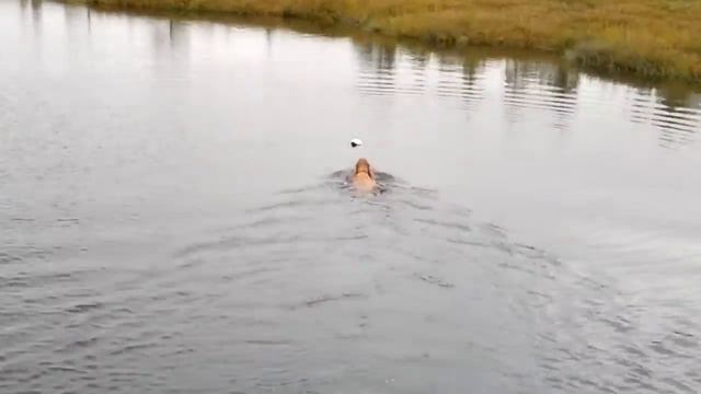 Русский охотничий спаниель Айза .Подача утки с воды. смотреть онлайн