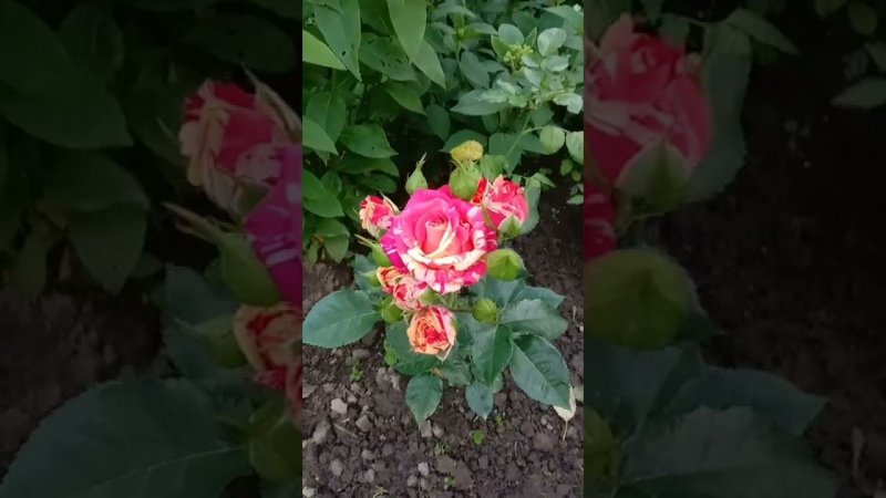 Роза спрей фокус покус