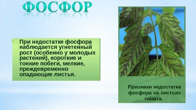 Биология 7кл №15 урок Дефицит макроэлементов у растений Удобрения органические и минеральные смотреть онлайн