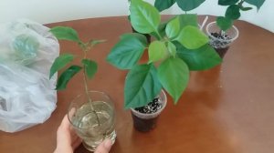 Бугенвиллия. Размножение в воде или грунте?