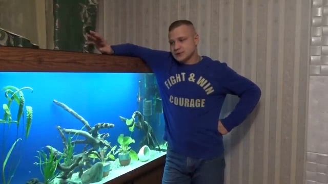 Правильное кормление аквариумных рыб смотреть онлайн