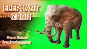 Слон Green Screen видео футаж. Хромакей анимация Слона на зелёном фоне.