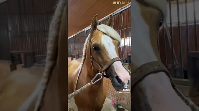 Выбираем прическу #UDJALI )) Какая вам больше понравилась?)) смотреть онлайн