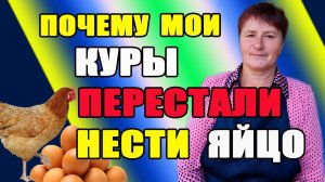 Почему мои куры НЕ НЕСУТ яйцо.