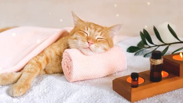 The cat soon calms down?Cat's favorite music, sleep music for cats, stress relief music смотреть онлайн