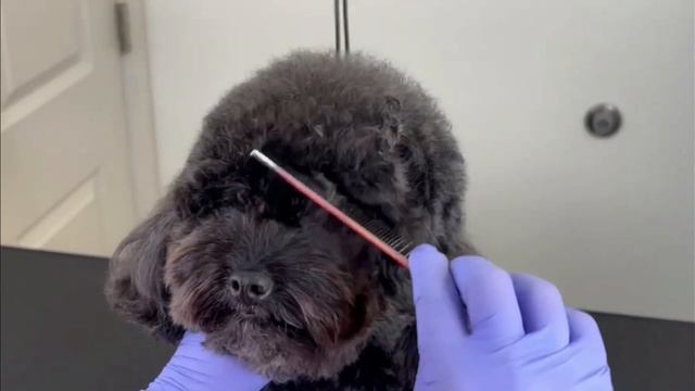 POODLE TOY GROOMING TUTORIAL - Professional Dog Groomer Tips смотреть онлайн