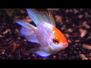 Апистограмма Рамирези "Электрик блю зотоголовая"