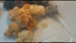 ИНКУБАЦИЯ КУРИНЫХ ЯИЦ ОТ А ДО Я