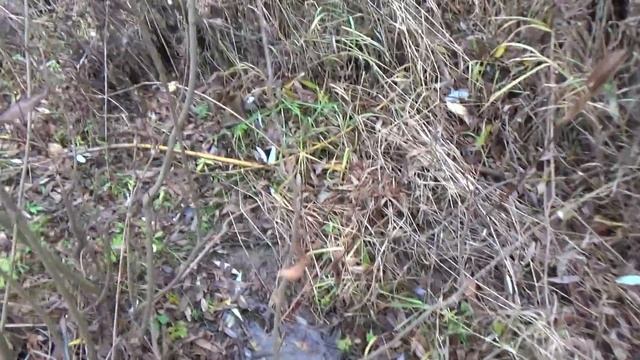 Охота на бобра капканами. смотреть онлайн