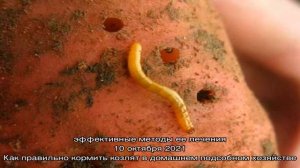 Как производиться борьба с проволочником: эффективные способы и методы