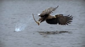 Лео Рохас Лучшее || The Best Of Leo Rojas - Leo Rojas Sus Exitos 2022 - Pan Flute Collection