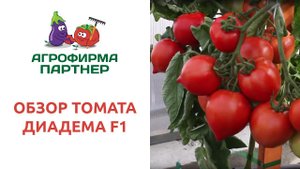 ОБЗОР ТОМАТА ДИАДЕМА F1