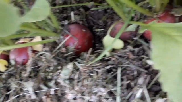 Самый лучший сорт редиса