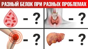 Какой вид белка нужен именно вам? Яйца? Мясо? Рыба?🤔