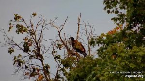 Decorah Eagles 8-28-20, 6:40 am D36 on the maple, squeeing for breakfast