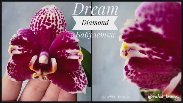 Бабулетка Dream Diamond | Первое цветение детки голландской орхидеи