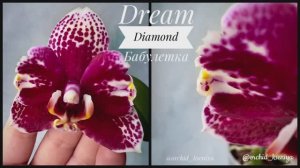 Бабулетка Dream Diamond | Первое цветение детки голландской орхидеи