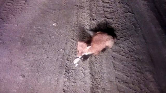 Лиса на дороге в Коми.Малая пера смотреть онлайн