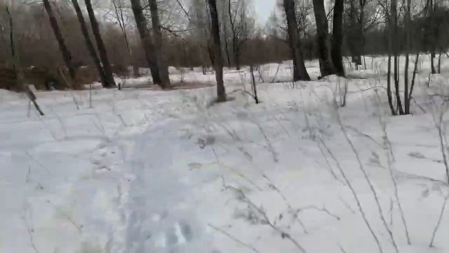 Молчаливая прогула с русскими псовыми борзыми в марте. Борзые собаки гуляют.  Прилетает вертолет