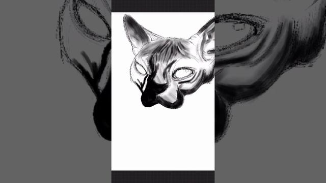 Sphynx cat head with procreate| slowed replay