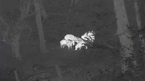 Hunting MONSTER Wild Boar with the Pulsar Thermion DUO DXP55