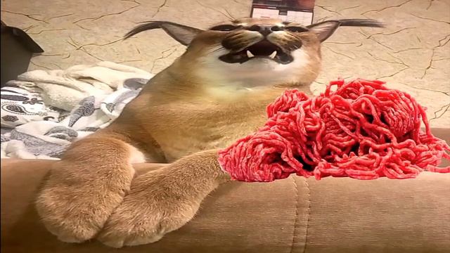 учю готовить вас пельмени с шлепой смотреть онлайн