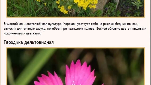 Рокарий – украшение участка своими руками  Выбор культур