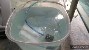 Мальки кардинала