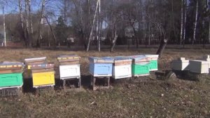 Самый ранний облет пчел за весь период нашего пчеловождения