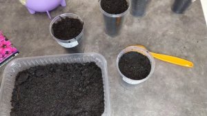 Сеем петунию без пикировки 5 марта. Лучший способ!