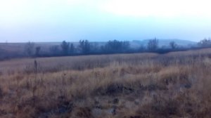 Охота на кабана или как гончие работают по камышу