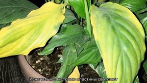 Спатифиллум — уход в домашних условиях, почему сохнут кончики листьев