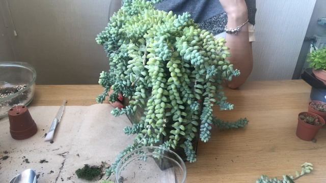 Виды Седумов  Обзор Комнатных Очитков