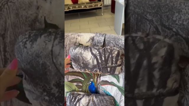 Хотите украсить Ваш интерьер? Акцентное испанское кресло Fama Kylian в наличии в Ставрополе #кресл смотреть онлайн