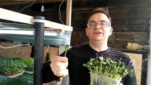 Польза ростков подсолнечника