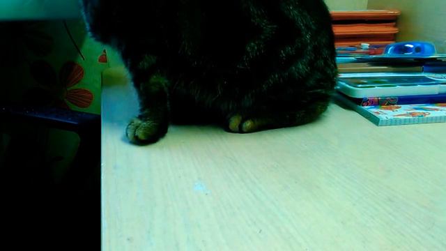 Сообщение о любознательной кошки новый канал буськи смотреть онлайн