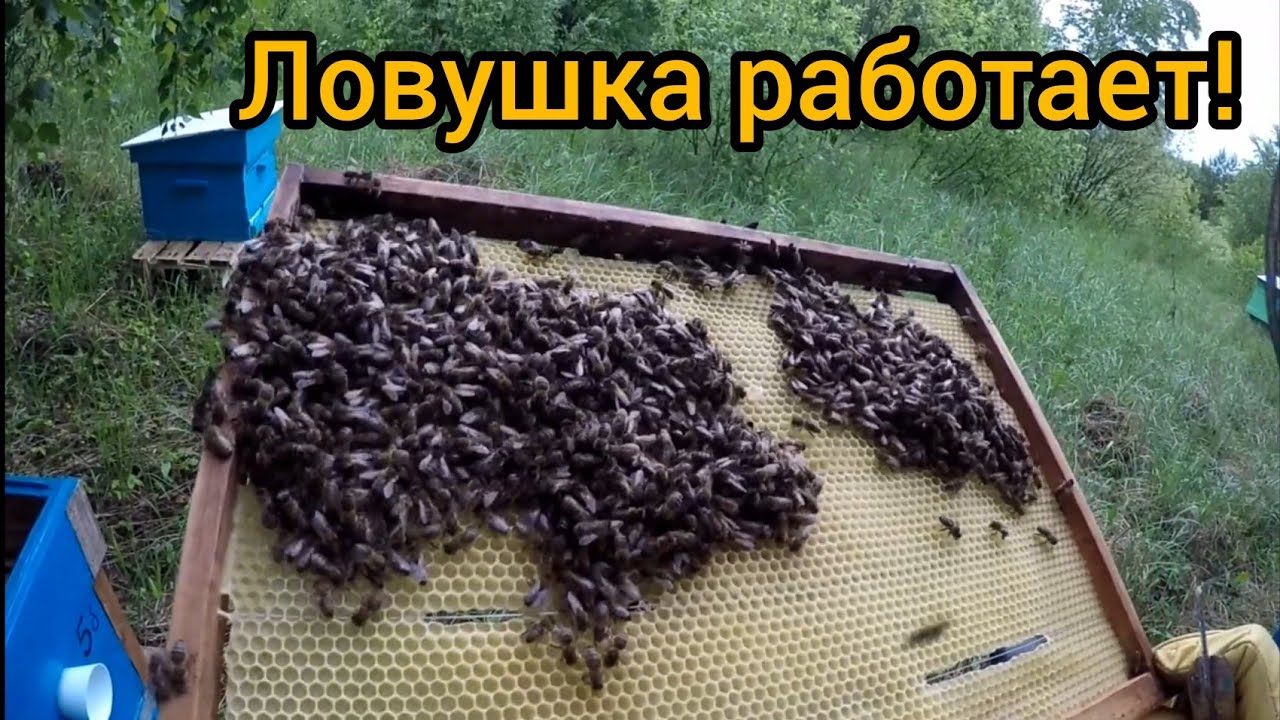 Ловушка работает! (720p).mp4