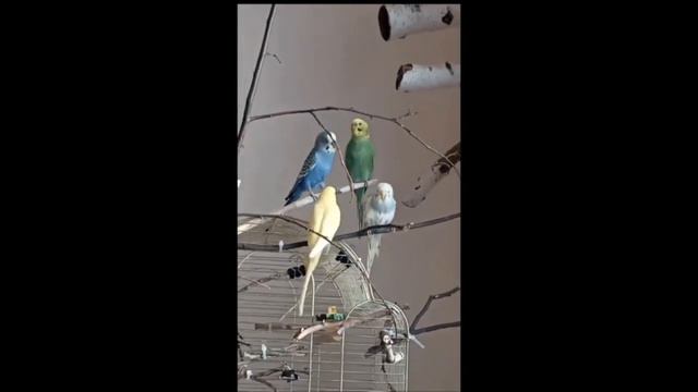 КУПИЛА ЕЩЕ ДВУХ ПОПУГАЕВ?! |All about parrots