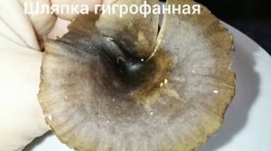 ПСЕВДОГОВОРУШКА БОКАЛОВИДНАЯ.Pseudoclitocybe cyathiformis.Описание, съедобость.