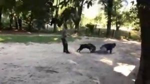 Кане-корсо тренировка по защите хозяина ч.1