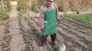 Очень важная подкормка клубники через 10 дней после высадки - делаем её всегда!