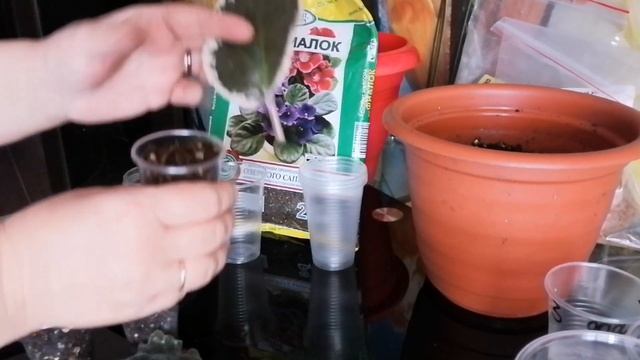 Мастер - класс по выращиванию фиалки - от Натальи Ромашки смотреть онлайн