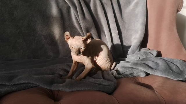 Кошка Мурка смотреть онлайн