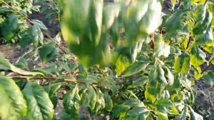 Алыча Михальчик