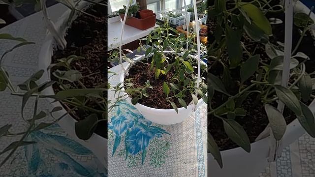 ВОЗЬМИТЕ НА ЗАМЕТКУ☝️ Композиция из ампельного Львиного зева. смотреть онлайн