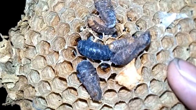 Разобрали гнездо шершня, а там... посмотрите как оно устроено... смотреть онлайн