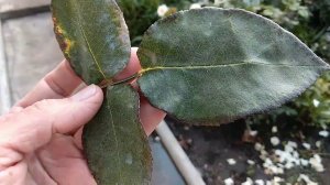 Розы. Пятнистости. Клещ. Дефицит калия. Препараты для обработки роз.